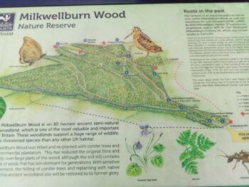 Ebchester and Milkwellburn Wood 3
