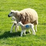 FordMoss - FordMoss Mar2026 JB 4