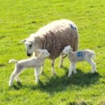 FordMoss - FordMoss Mar2026 JB 5