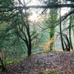 CastleEdenDene - CastleEdenDeneRecce 8