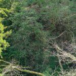 CastleEdenDene - CastleEdenDeneRecceJun2025 11