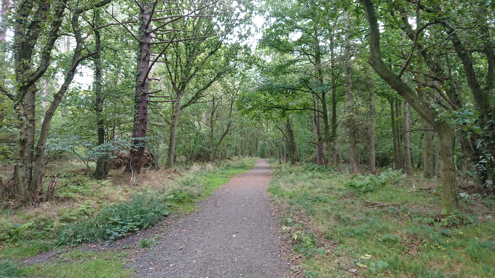 Blackhall Mill And Chopwell Wood - Oct 2022 - Strolls With Poles