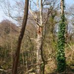HawthornDene - HawthornRecce2022 14