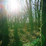 HawthornDene - HawthornWithAdele 6